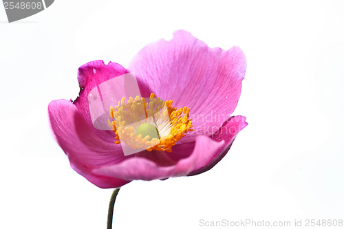 Image of Pink daisy flower close up