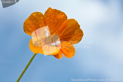 Image of Orange flower and blue sky