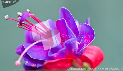 Image of Red pink flower detail