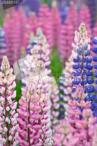 Image of Lupinus, commonly known as lupin or lupine 
