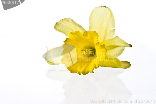 Image of Yellow lily closeup