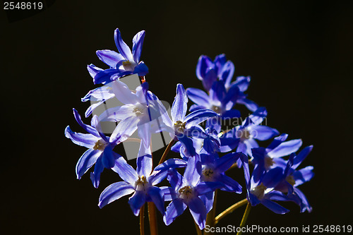 Image of Delphinium flower shot against a dark background