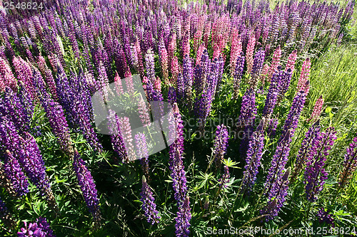 Image of Lupinus, commonly known as lupin or lupine 