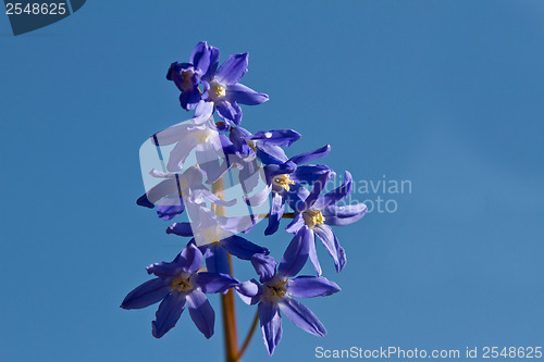 Image of Delphinium flower shot against a blue sky