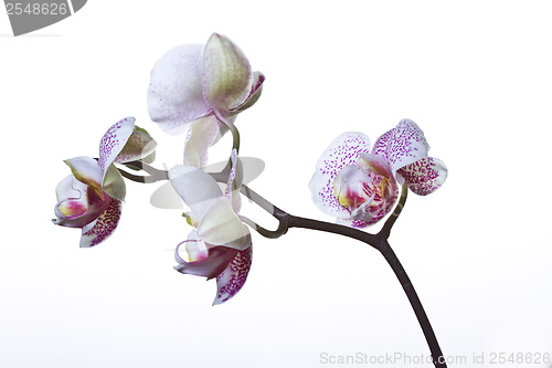 Image of Close up of an orchid