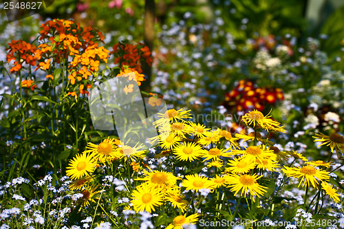 Image of Garden with colorful flowers