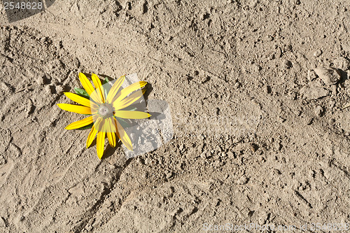 Image of Yellow flower on dried earth