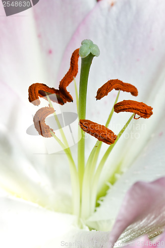 Image of Close up of a pink orchid