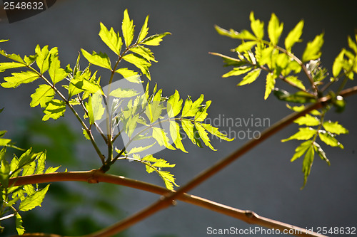 Image of Branches with colorful leaves