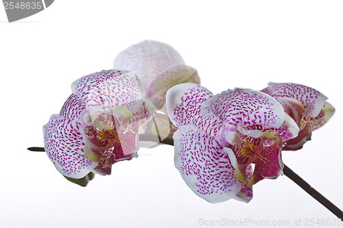 Image of Close up of an orchid