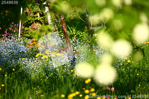 Image of Garden with colorful flowers