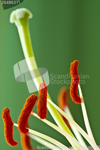 Image of Close up of a pink orchid with green background