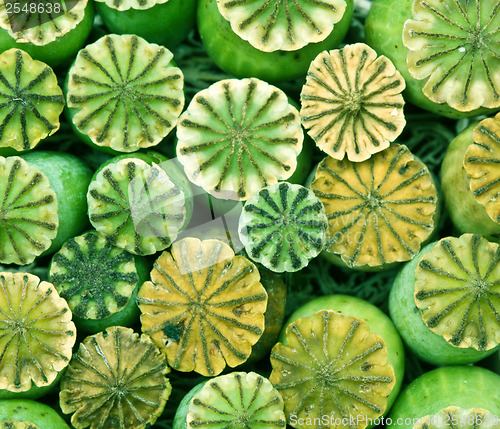 Image of Opium poppy seed capsule

