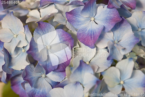 Image of Close up of blue flowers