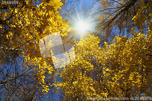 Image of Beautiful autumn trees and sun