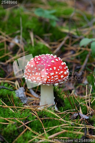 Image of Fly agaric (Amanita muscaria) in forest