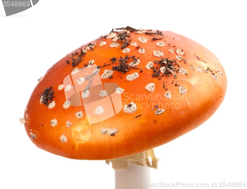 Image of Amanita muscaria mushroom with pieces of dirt