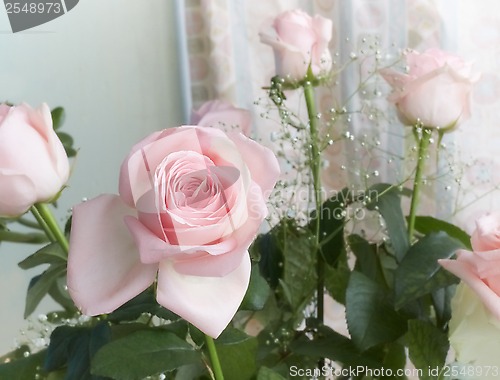 Image of Beautiful pink roses