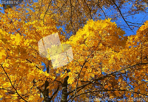 Image of Beautiful autumn trees