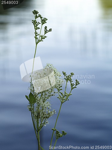 Image of cows parsley