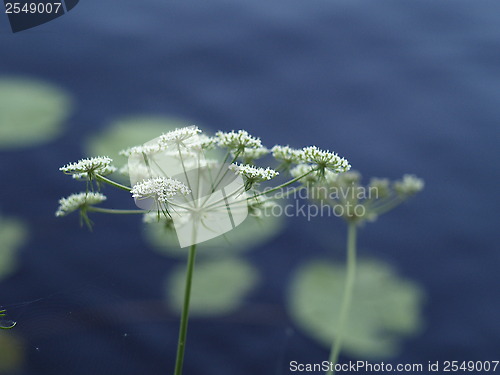 Image of cows parsley