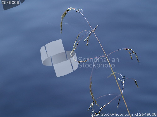 Image of hay next to lake