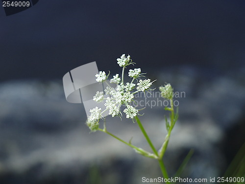 Image of cows parsley