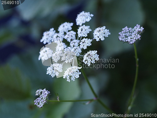 Image of cows parsley