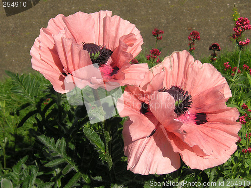 Image of giant poppies