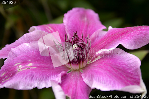 Image of clematis doctor ruppel