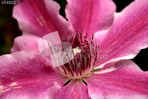 Image of clematis doctor ruppel