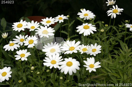 Image of daisies
