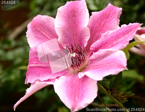 Image of clematis doctor ruppel