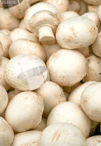 Image of White mushroom