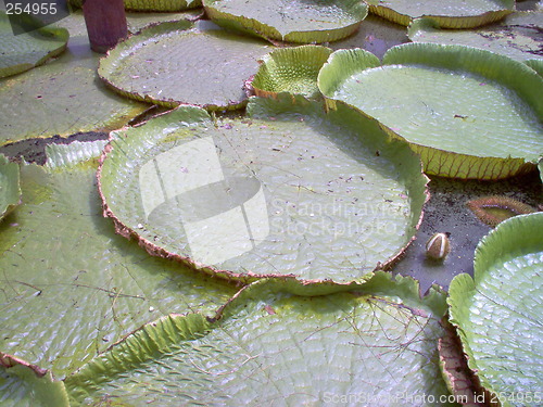 Image of Big waterplants,Thailand