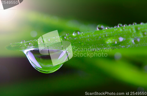 Image of waterdrop on green on a blade of grass 