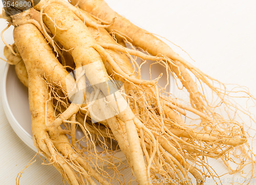 Image of Fresh Ginseng