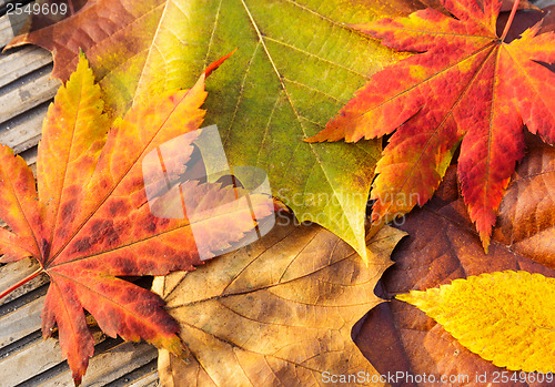 Image of Maple leave in autumn 