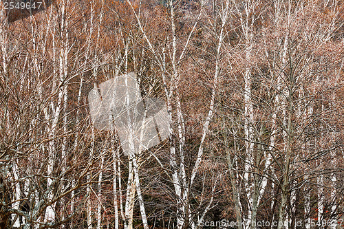 Image of Autumn forest