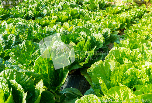 Image of Fresh lettuce in field