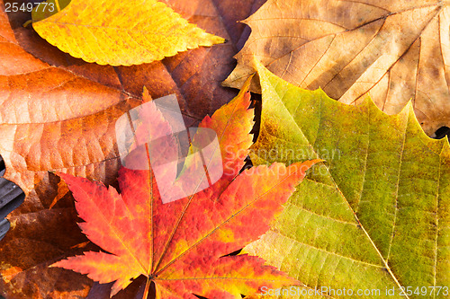 Image of Autumn leaves 