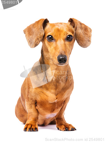 Image of Dachshund dog 
