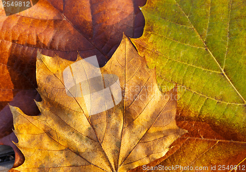 Image of Maple leave in autumn 