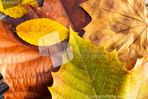 Image of Maple leave in autumn