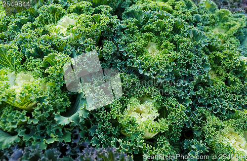 Image of Fresh lettuce texture 