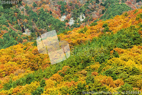 Image of Mountain in Autumn