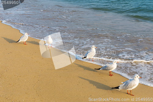 Image of Seagull on the beach