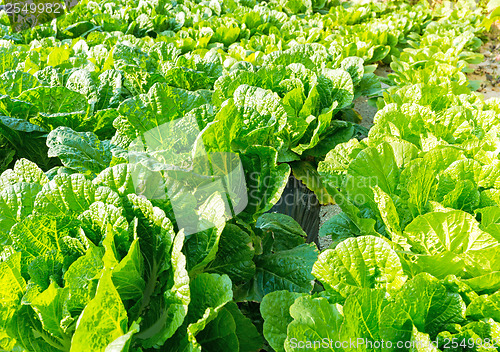 Image of Fresh lettuce in field
