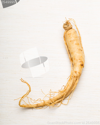 Image of Fresh Ginseng stick