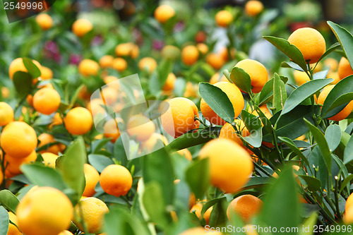 Image of Mandarin for Chinese New Year 